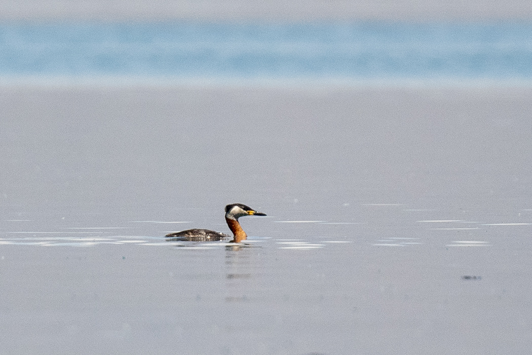 Red-necked Grebe